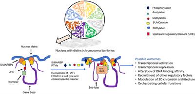 Chemical Decorations of “MARs” Residents in Orchestrating Eukaryotic Gene Regulation